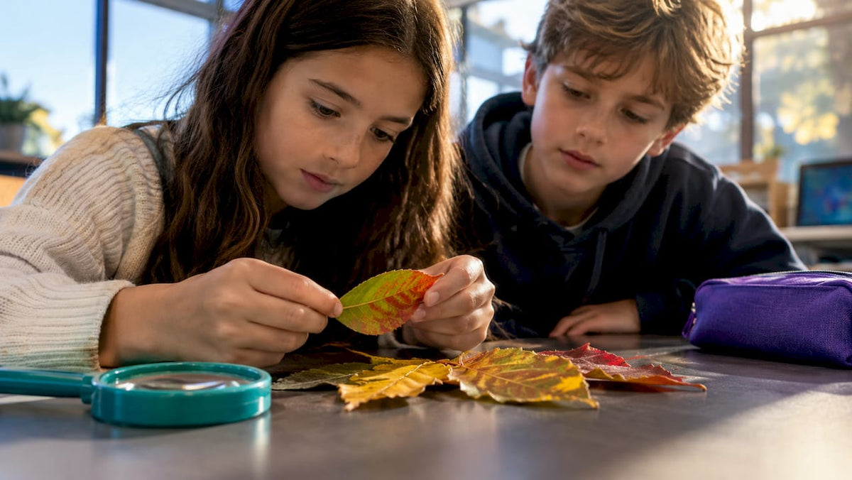 Students observing leaves changing color